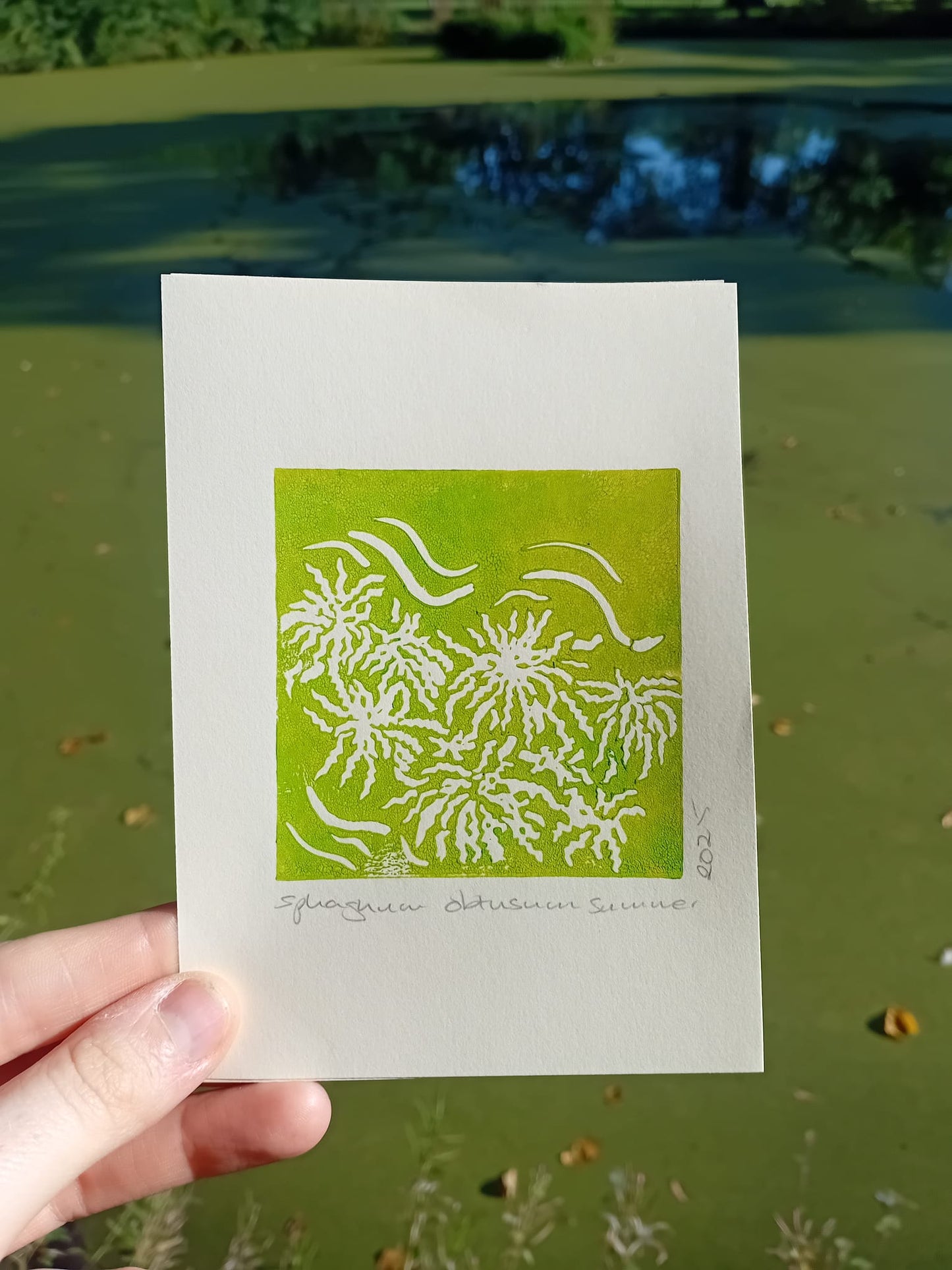 Hand holding a card with a green and white Sphagnum Obtusum moss design against a pond in Alexandra Park in Whalley Range/ Moss Side.