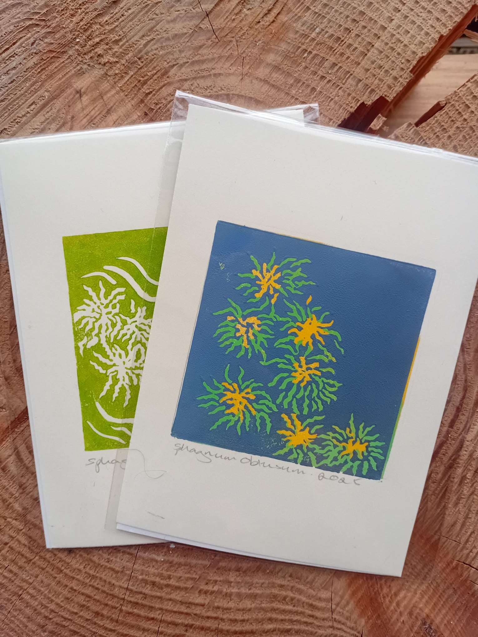 Two sphagnum obtuse lino prints on a tree stump back ground