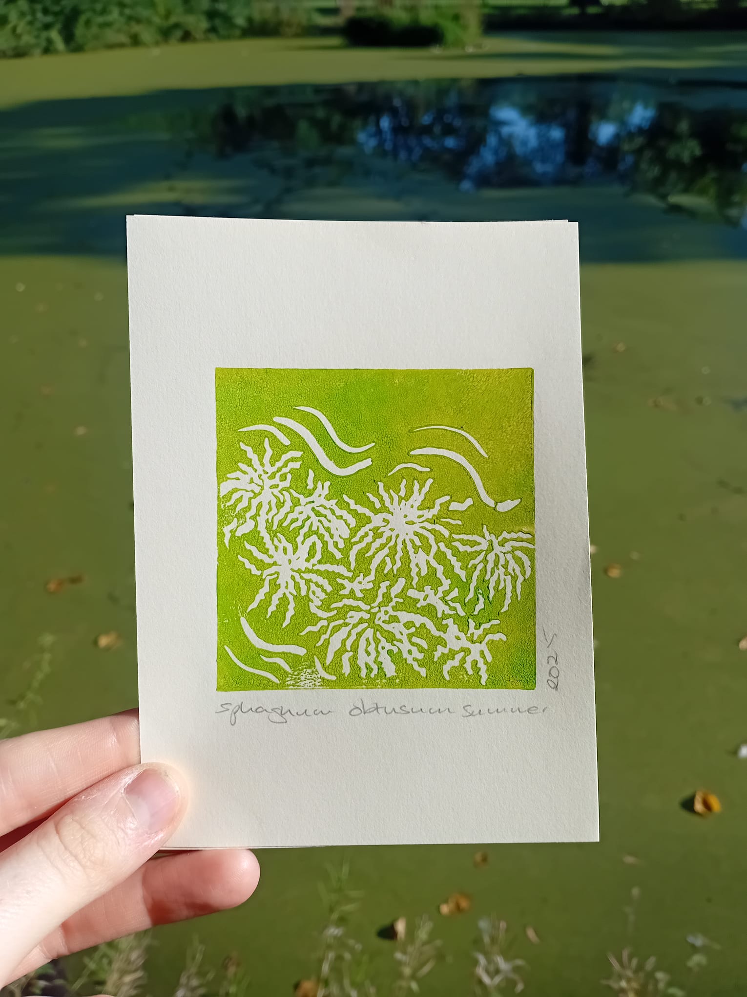 Hand holding a card with a green and white Sphagnum Obtusum moss design against a pond in Alexandra Park in Whalley Range/ Moss Side. 